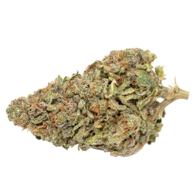 Dutch-Treat Dutch-Treat Strain