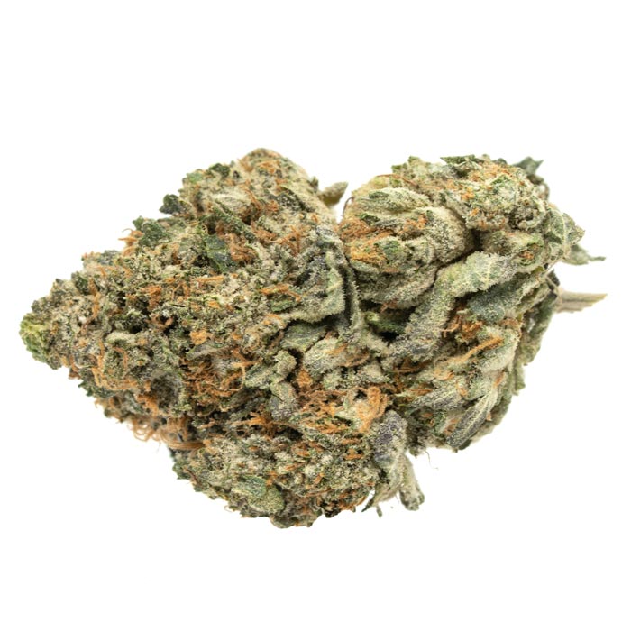 Godzilla-Glue Godzilla-Glue Strain