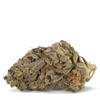 Amnesia-Haze single bud