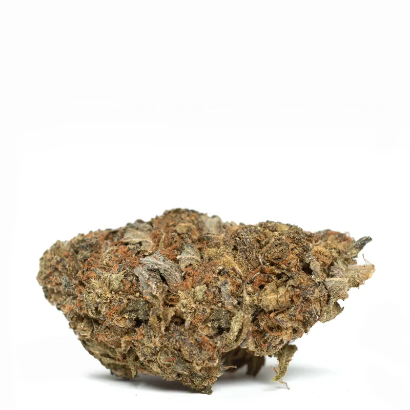 Cherynobyl-strain Cherynobyl-strain