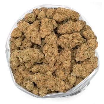 Fresh Dutchberry marijuana buds with a mix of green and orange nugs