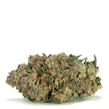 Great-White-Shark Single Bud