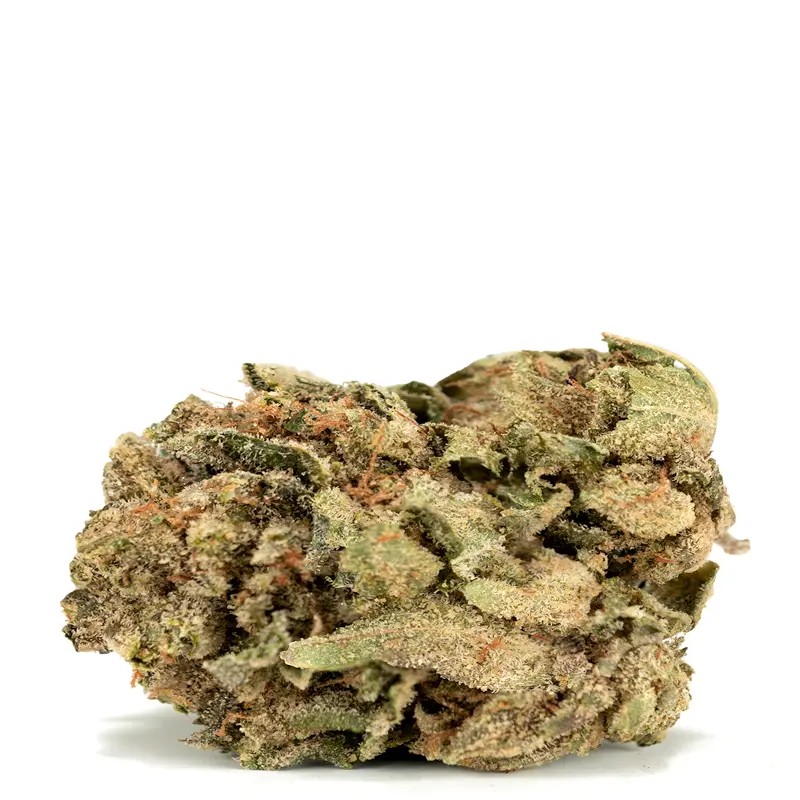 Hashplant-Haze-strain Hashplant-Haze-strain single bud