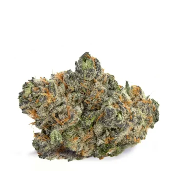 Orange-Creamsicle-Strain