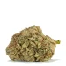 Single bud of Kush Kush Strain