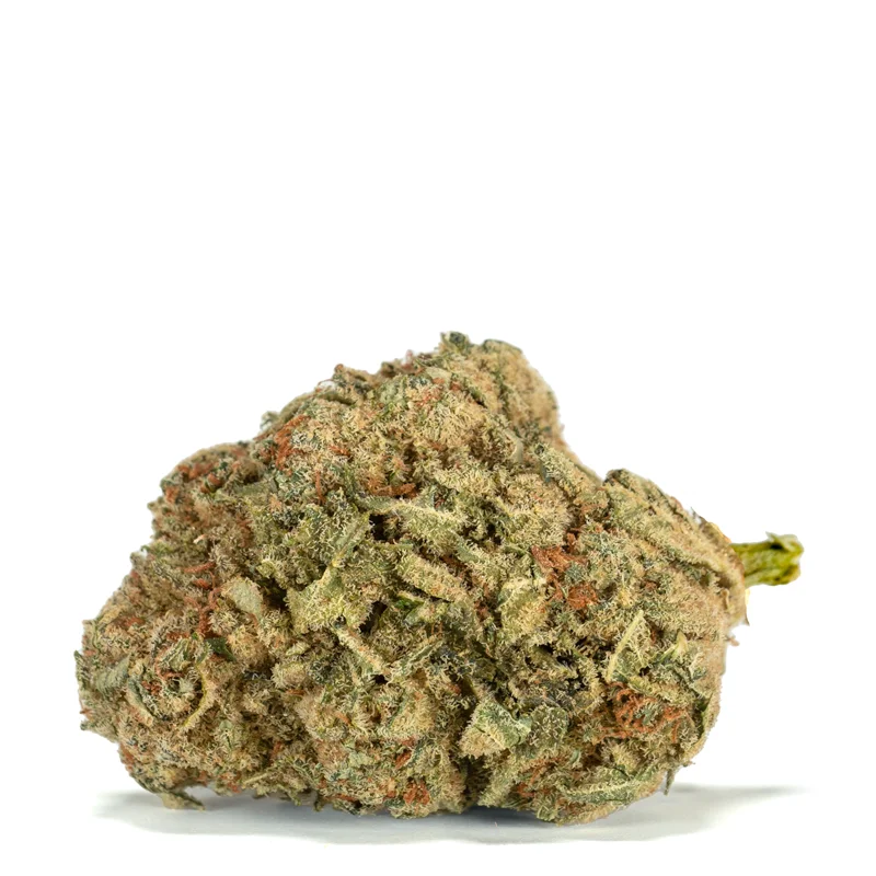 Single bud of Kush Kush Strain Single bud of Kush Kush Strain