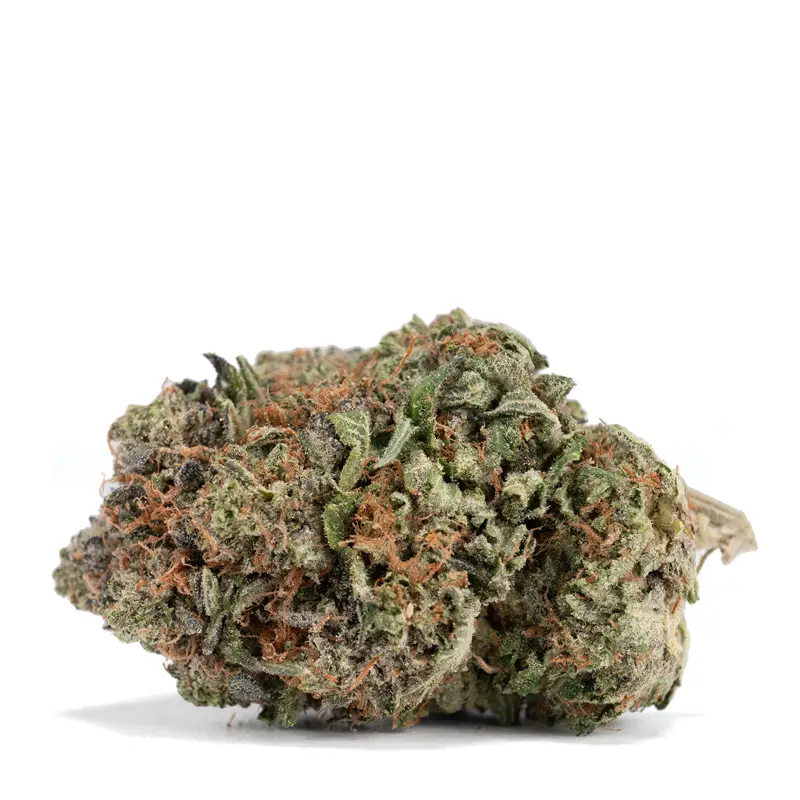 Trap Gas OG Detailed Single Bud Trap Gas OG Detailed Single Bud