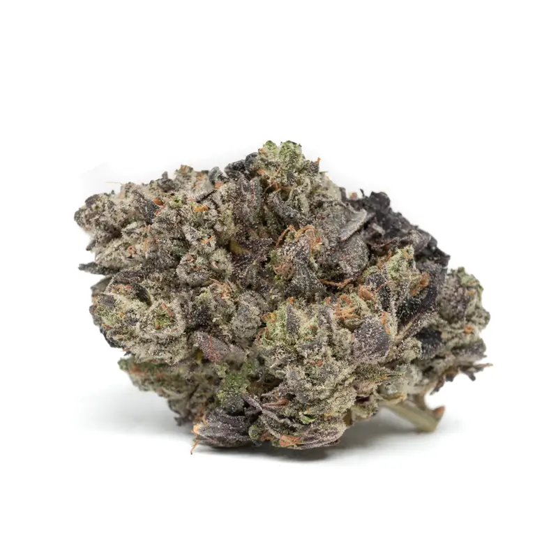 blue-fin tuna strain blue-fin tuna strain