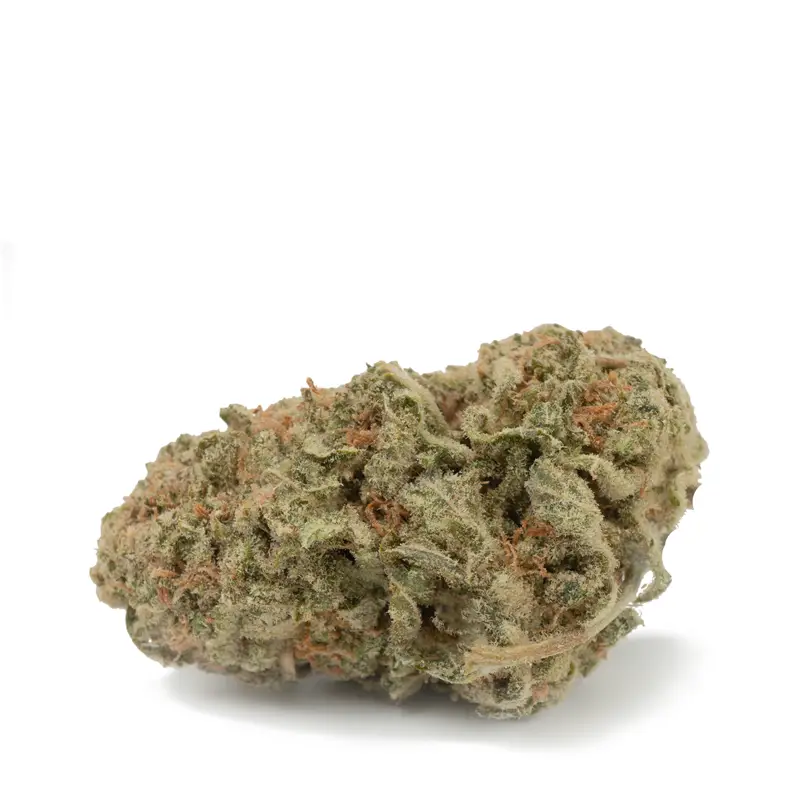 cannalope-haze-single-bud cannalope-haze-single-bud