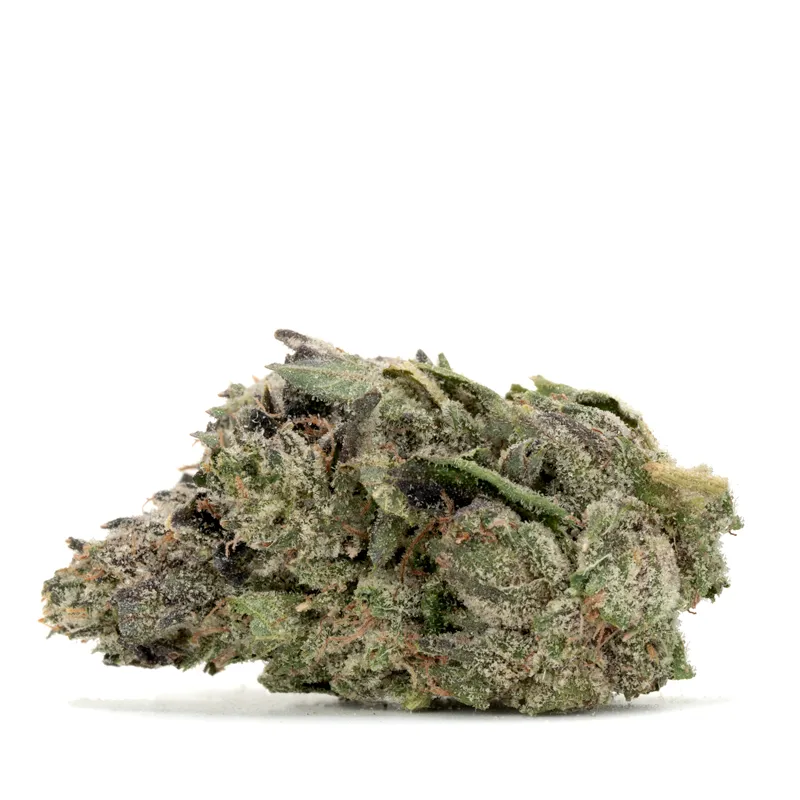 gucci-pink-strain gucci-pink-strain