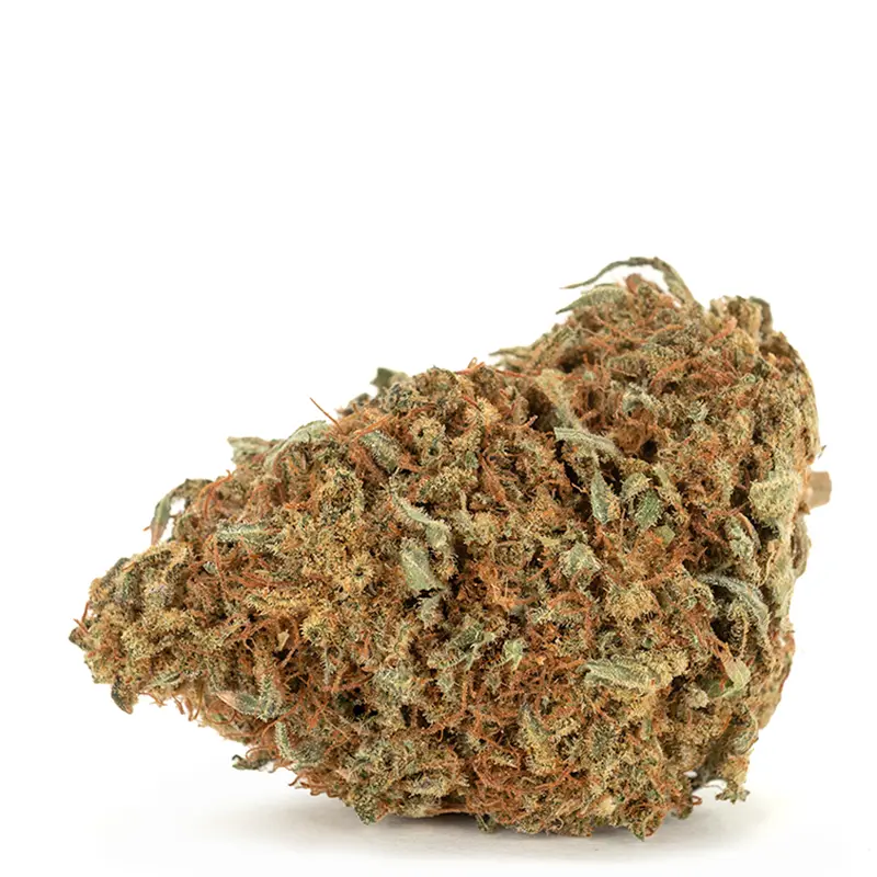 haze-strain-single-bud haze-strain-single-bud