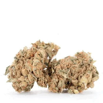 zombie-og-vibrant-buds-displaying-orange-pistils-and-olive-green-leaves
